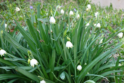 スノーフレークの花