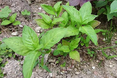 シュシュを染めた藍草