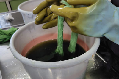緑染め作業