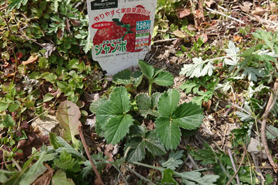 いちごジャンボ