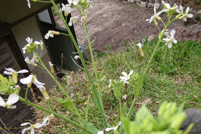 大根の花