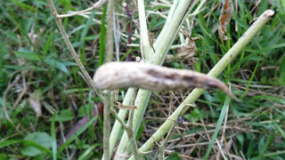 大根の種取り失敗と発芽 | つぎいろ