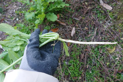 大根の間引き菜