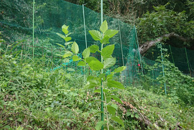 マルベリーに支柱