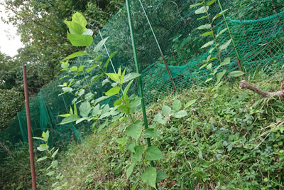 9月下旬のマルベリー