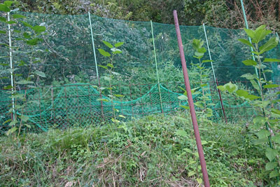 10月上旬のマルベリー