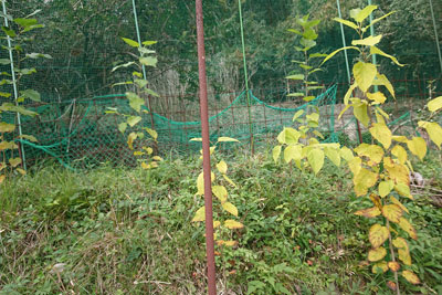 11月中旬のマルベリー