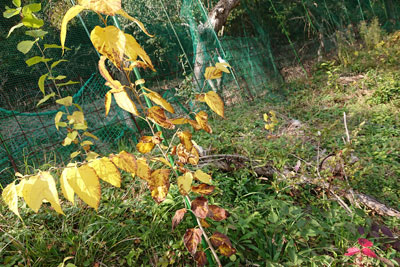 茶色くなったマルベリーの葉
