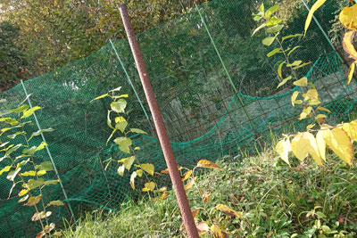 11月下旬のマルベリー