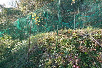 12月中旬のマルベリー