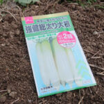ダイソー大根の種袋