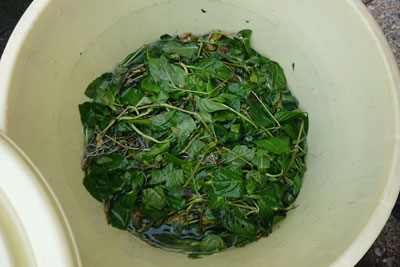 残り液に入れた茎葉
