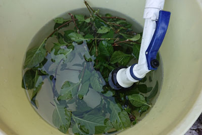藍の葉の水洗い