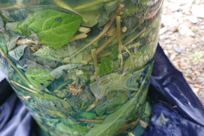 発酵液横