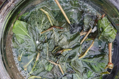 発酵液上部
