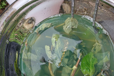 発酵液