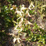 寒波で傷んだレモン