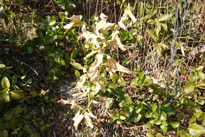 寒波で傷んだレモン