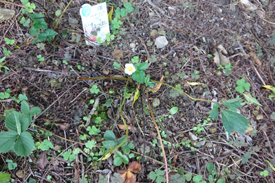 8月のよつぼしイチゴ