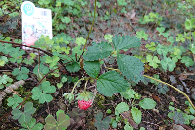 よつぼしイチゴ