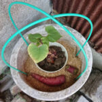 サツマイモ植木鉢温床