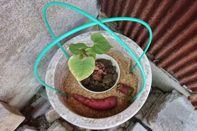 サツマイモ植木鉢温床