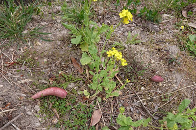 種芋と菜の花