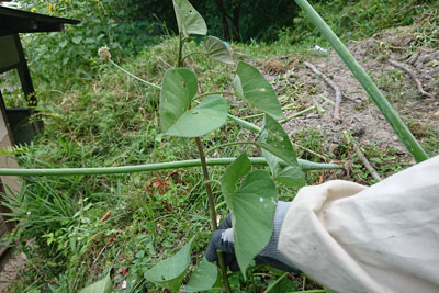 サツマイモのツル