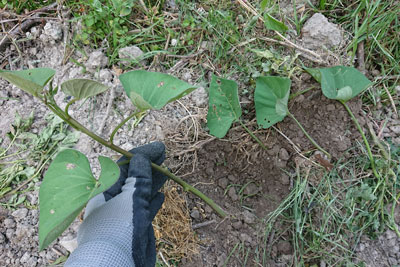 サツマイモの植え付け