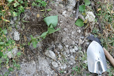 サツマイモの植え付け