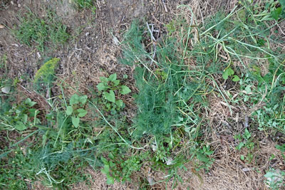 植え付け2週間後の畑