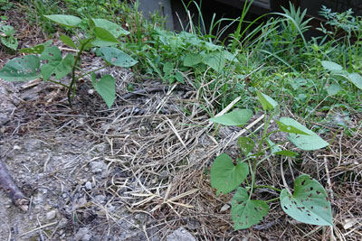 サツマイモ葉っぱの虫食い