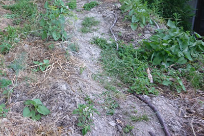 7月中旬のサツマイモ畝