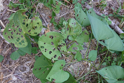 サツマイモの葉の虫食い