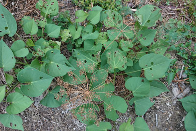 サツマイモとディルの種