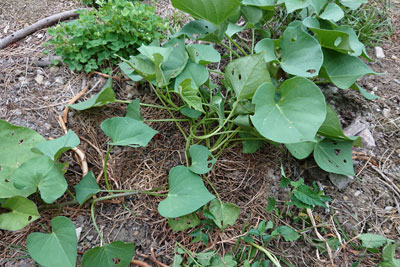 サツマイモ垂直栽培チャレンジ