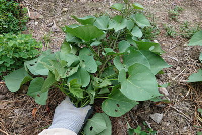 サツマイモ垂直栽培チャレンジ