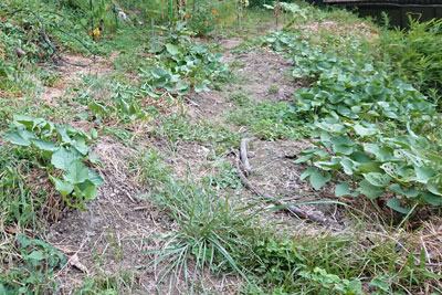 8月上旬のサツマイモ畝