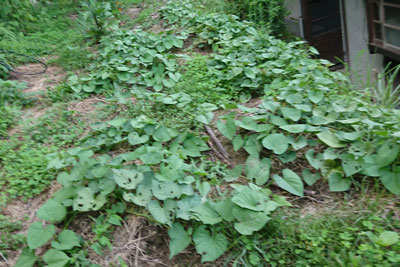 8月中旬のサツマイモ畝