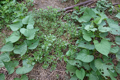 サツマイモとスベリヒユ