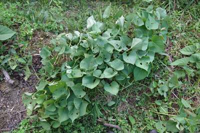 サツマイモの垂直栽培チャレンジ