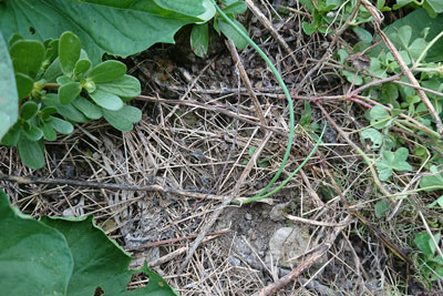 サツマイモと長ネギ