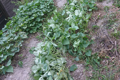 8月下旬のサツマイモ畝