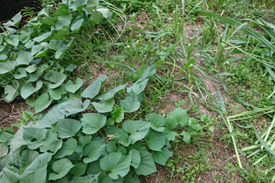 ソルゴー刈り取り