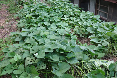 8月末のサツマイモ畝