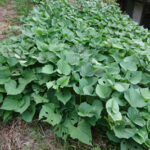 9月初旬のサツマイモ畑