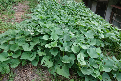 9月初旬のサツマイモ畑