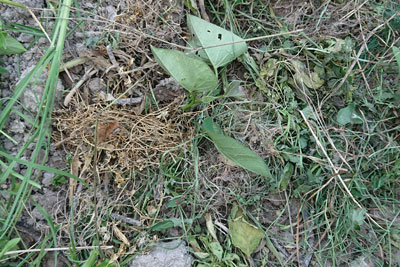 サツマイモの植え付け後