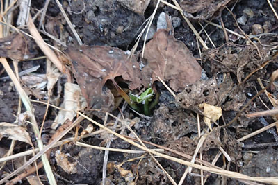 枯れそうなサツマイモ苗