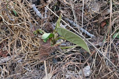 持ちこたえたサツマイモ苗